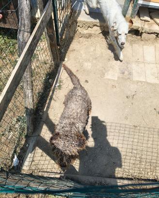 Lagotto da tartufo solo passaggio