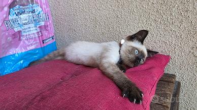 Gatto Siamese occhi azzurri