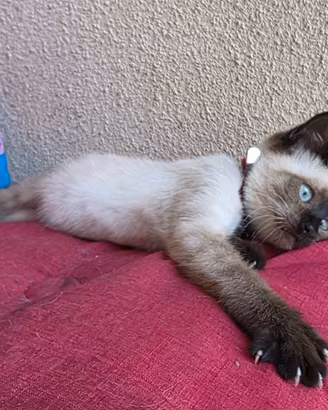 Gatto Siamese occhi azzurri