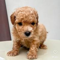 Cucciola barboncina toy albicocca