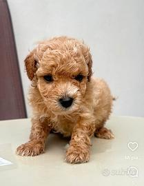 Cucciola barboncina toy albicocca