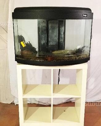 Acquario sferico Image