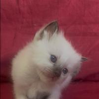 Cuccioli sacro di Birmania