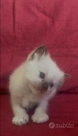 Cuccioli sacro di Birmania