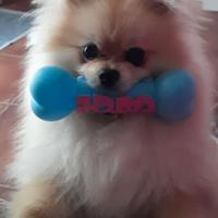 Pomerania maschio per accoppiamento