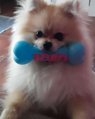 Pomerania maschio per accoppiamento