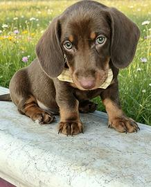 Bassotti cuccioli