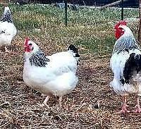 Galline ovaiole Sussex bianco Columbia