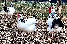 Galline ovaiole Sussex bianco Columbia