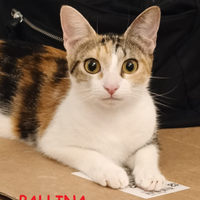 Pallina micia tricolore di 8 mesi