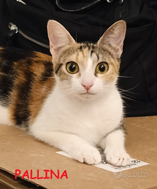 Pallina micia tricolore di 8 mesi