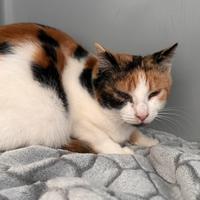 Gattini trovatelli 5 mesi