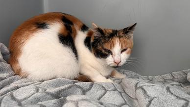 Gattini trovatelli 5 mesi