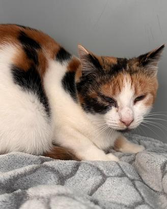 Gattini trovatelli 5 mesi