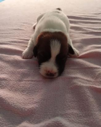 Jack Russell ruvidi