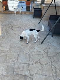 Cucciole 6 mesi incrocio setter pointer
