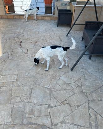 Cucciole 6 mesi incrocio setter pointer