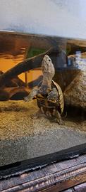 Tartarughe d'acqua sternotherus