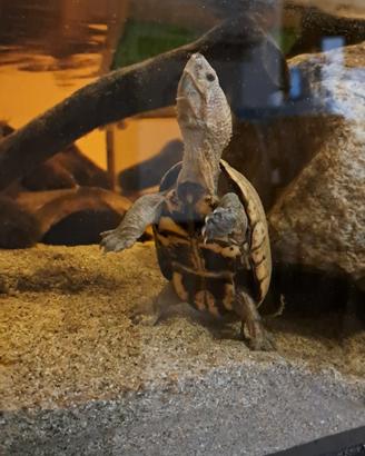 Tartarughe d'acqua sternotherus