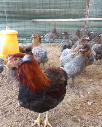 Galline uova colorate