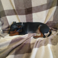 Cucciolo di Zwergpinscher