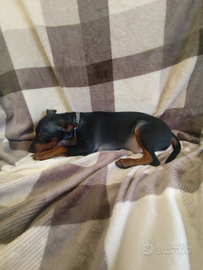 Cucciolo di Zwergpinscher