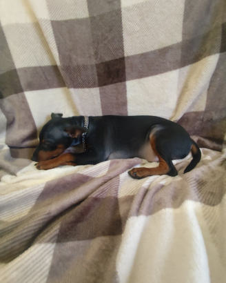Cucciolo di Zwergpinscher