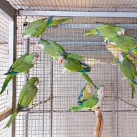 Pappagalli parrocchetti monaco verdi sessati