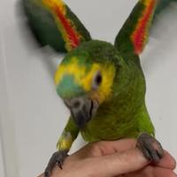 Amazzone fronte blu xanthopteryx