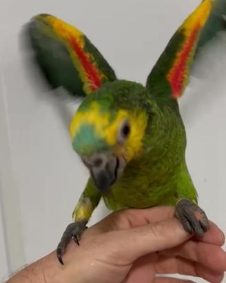 Amazzone fronte blu xanthopteryx