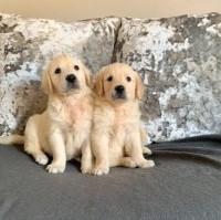Cucciolata golden retriever M e F