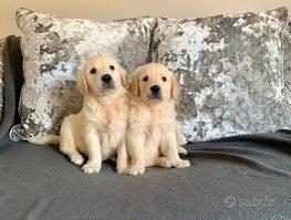 Cucciolata golden retriever M e F