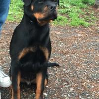 Cucciolo rottweiler