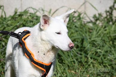 Cucciolotto 5 mesi in attesa di una famiglia sua