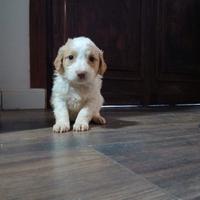 Cuccioli lagotto romagnolo jack russel