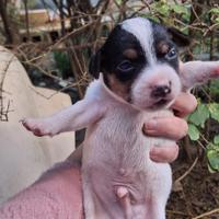 Cuccioli jack russel pelo liscio