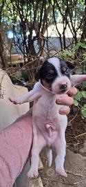 Cuccioli jack russel pelo liscio