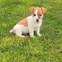 Jack russell small