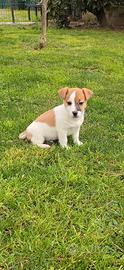 Jack russell small