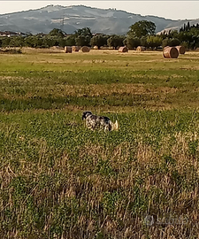 Setter inglese tricolore