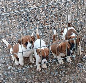 Jack Russell
