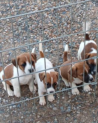 Jack Russell