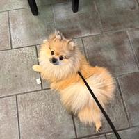 Spitz Tedesco Nano per monta