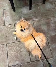 Spitz Tedesco Nano per monta