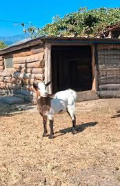Capretto tibetano