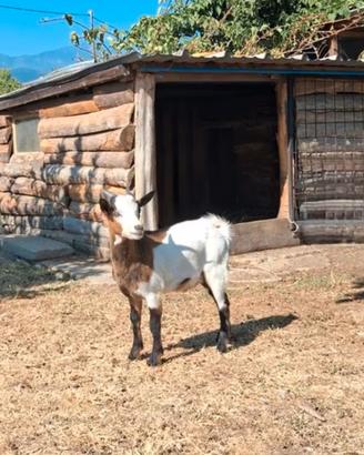 Capretto tibetano