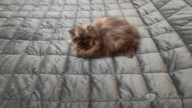 Gatto persiano ipertipico