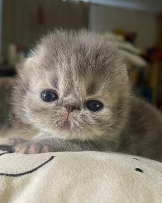 Gatto persiano