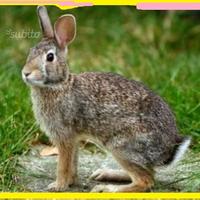 Conigli selvatici adulti come minilepre lapin