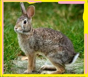 Conigli selvatici adulti come minilepre lapin